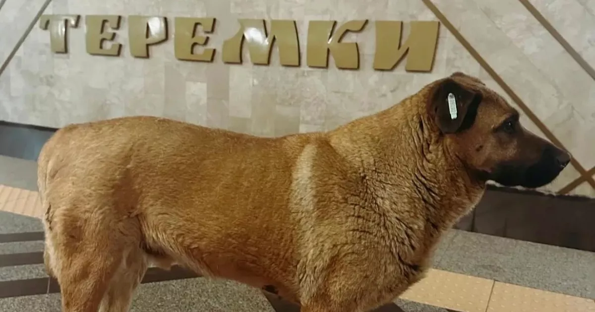 Відомий пес з «Теремків» поїхав до нової родини: притулок підтвердив