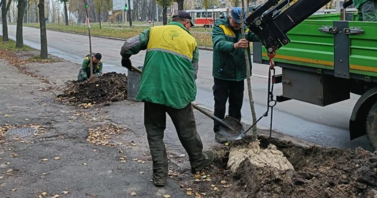 Осіннє озеленення: у Солом’янському районі з’явилися нові липи