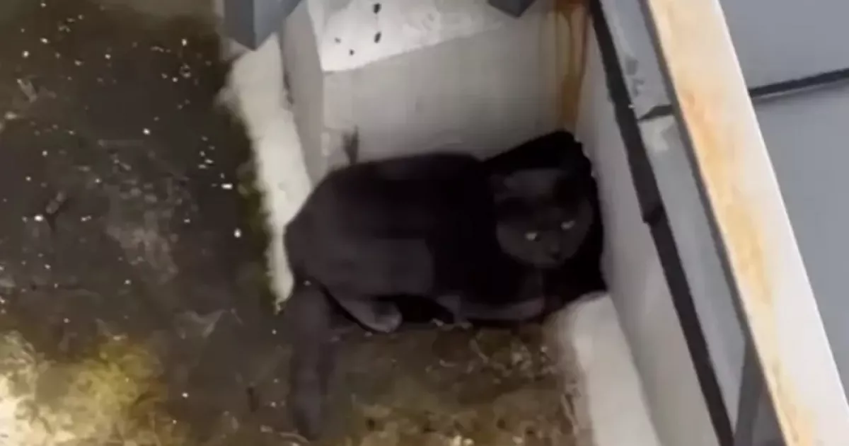 Кілька днів без води й їжі: в Ірпені зняли котика з даху багатоповерхівки