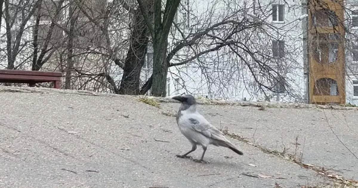 Рідкісна біла ворона з’явилася в Києві: що кажуть біологи