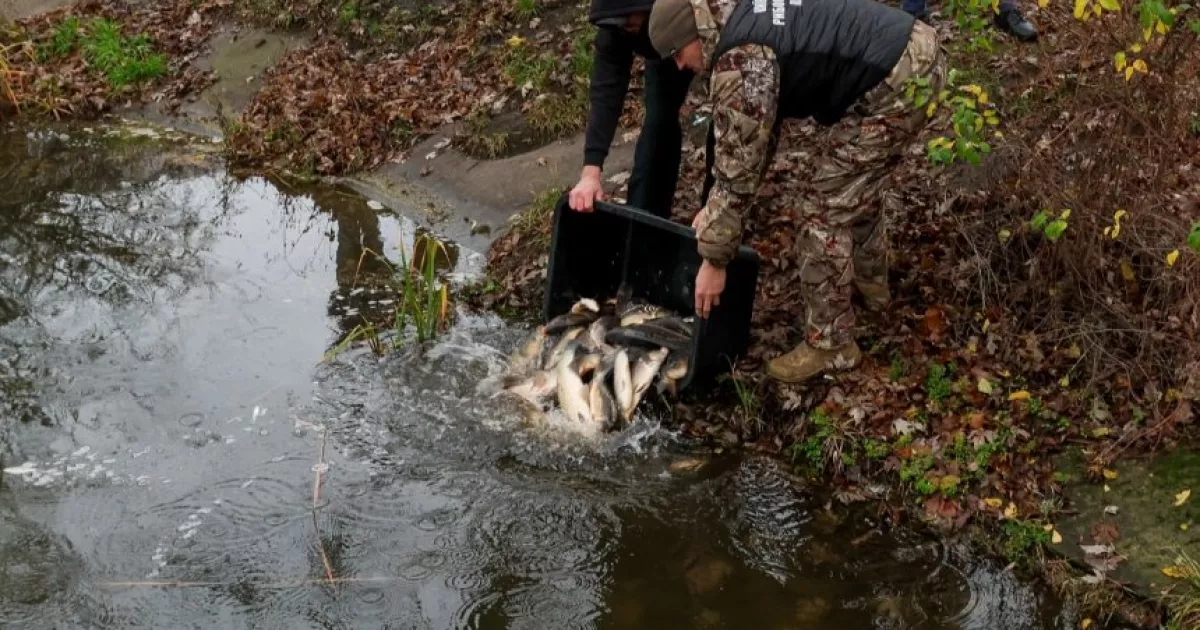Озера Бородянки отримали нове дихання: громада заселила водойми 400 кг риби