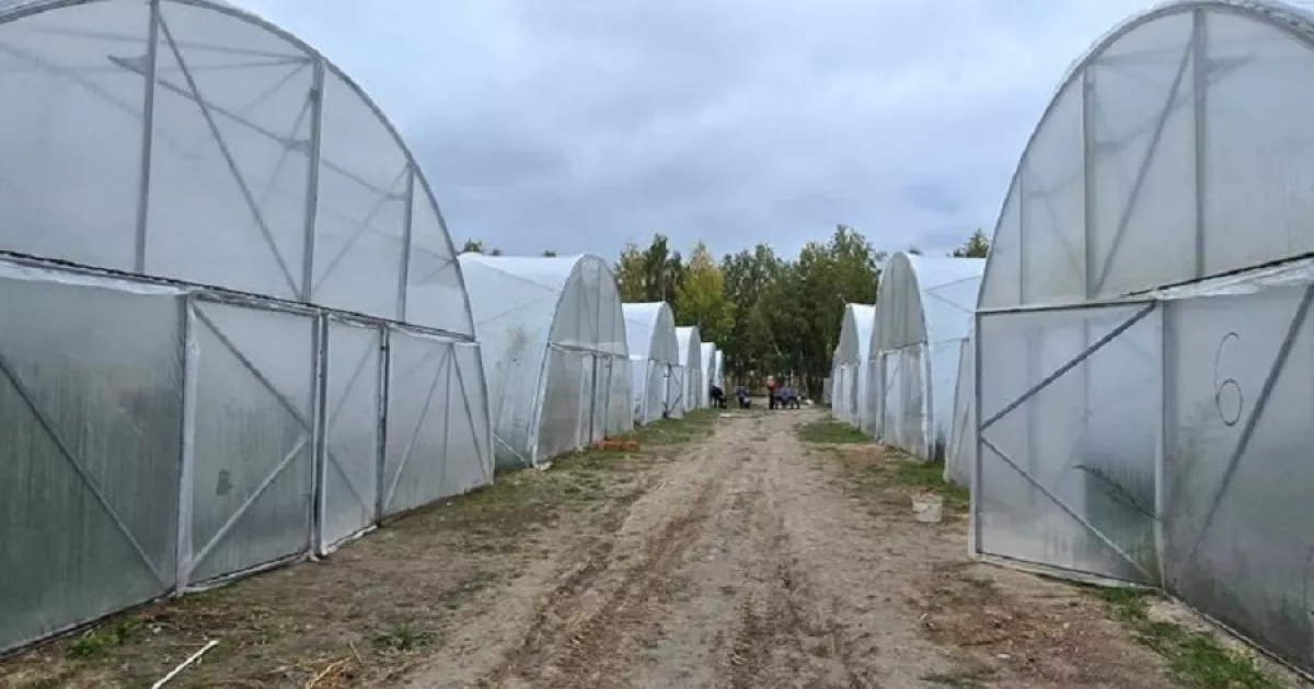 Теплиці з готовим ринком збуту: на Броварщині шукають інвестора для агрокомплексу