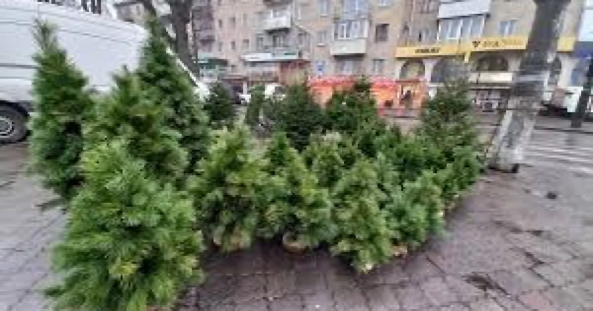Офіційні ялинкові ярмарки у Києві: адреси для всіх районів і терміни роботи