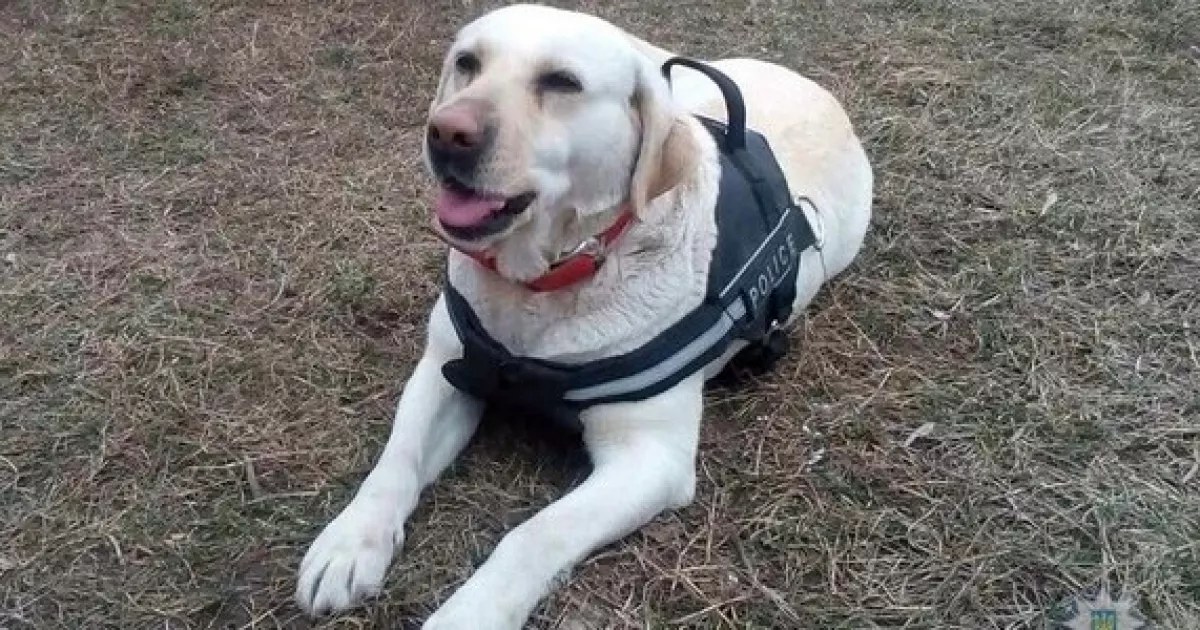Київські пси-розвідники: понад 130 виїздів і десятки схованок наркотиків