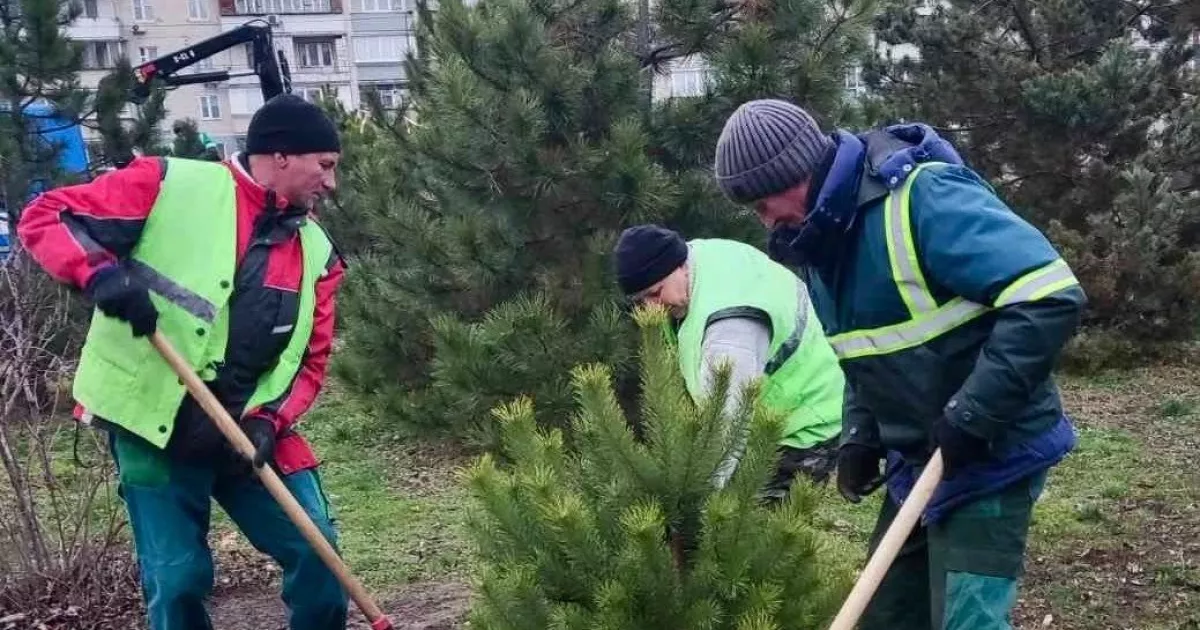 У Деснянському районі з’явилися нові сосни — парки стали зеленішими