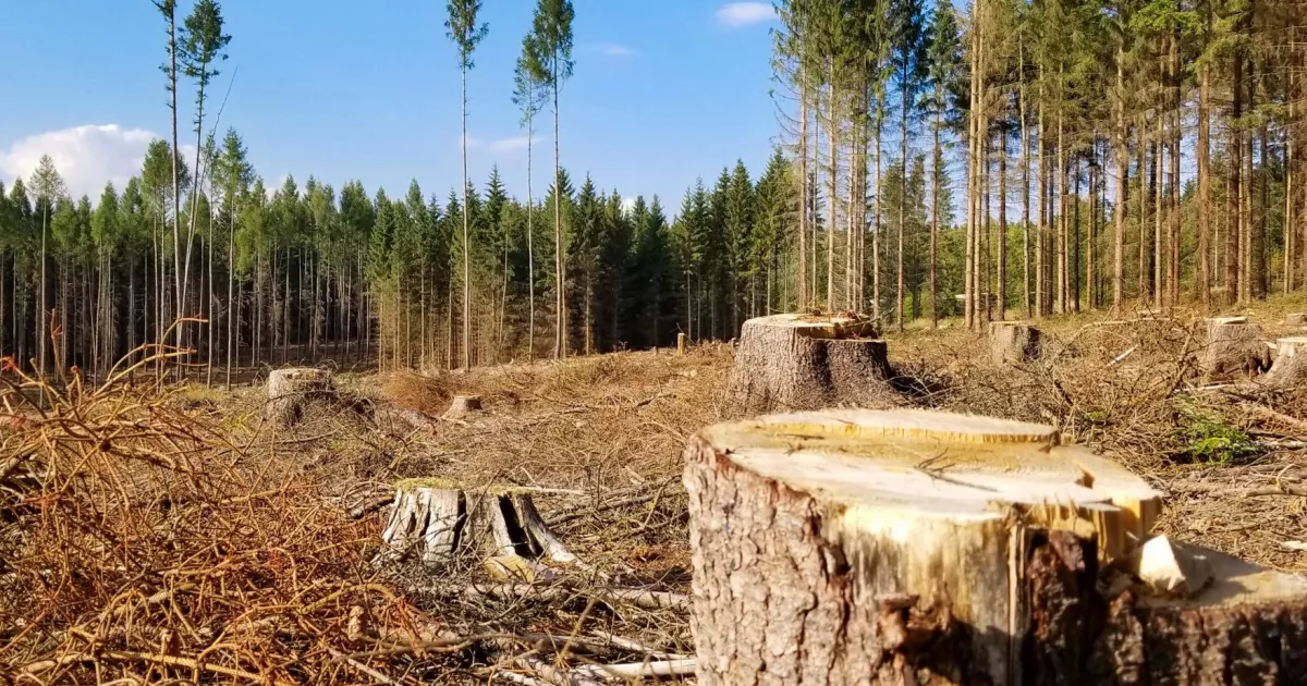 Порушення природоохоронного законодавства: у Києві незаконно вирубали 16 дерев