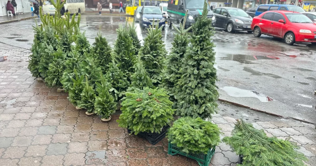 У Києві стартували ялинкові ярмарки: перші ціни, “живі” дерева та еко-альтернатива у горщиках