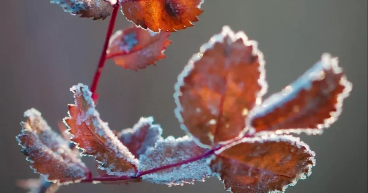 Прохолодні вихідні в Києві: хмарно, без опадів і до +5°C вдень