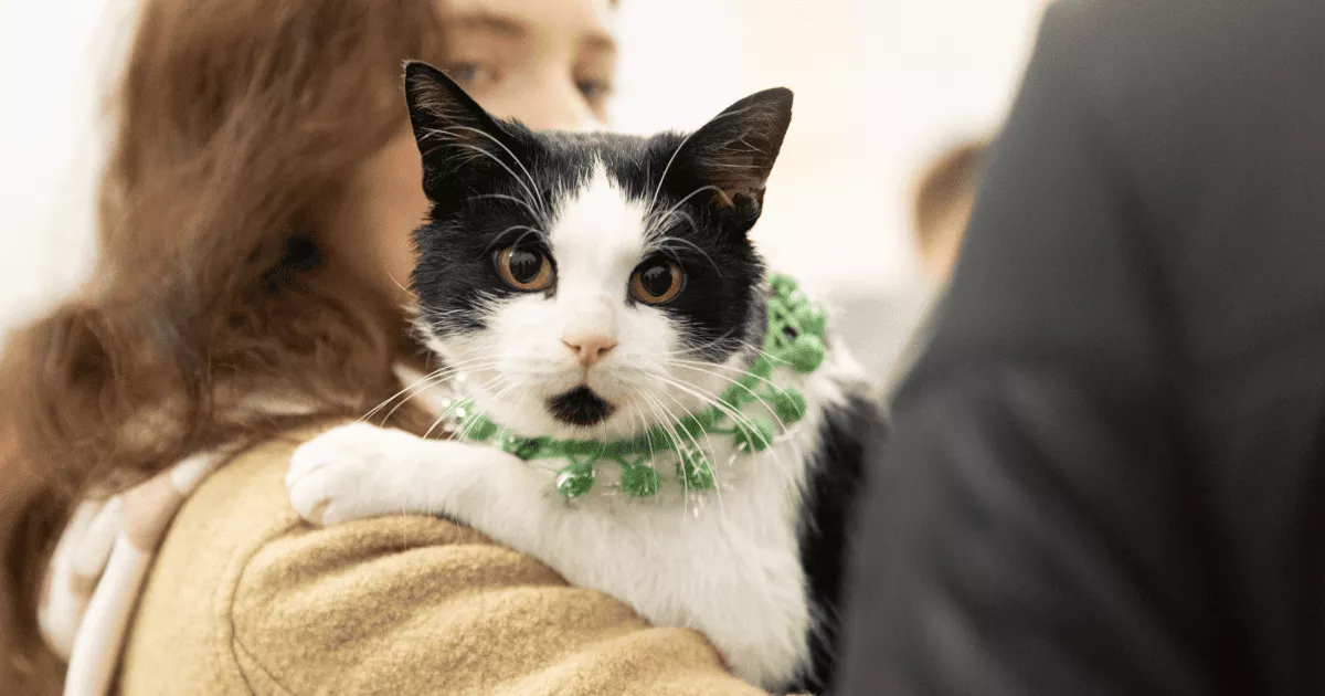 На ВДНГ проведуть фестиваль AdoptMe Days: дім шукатимуть тваринам із понад 40 притулків