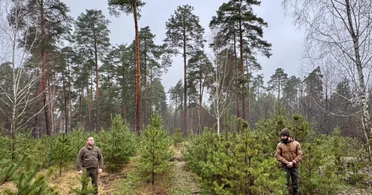У київських лісах і парках ялинки охороняють поліція та лісівники