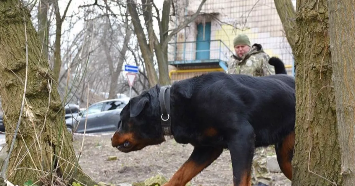 У Києві перевірять собак небезпечних порід: власників запрошують на обов’язкове тестування