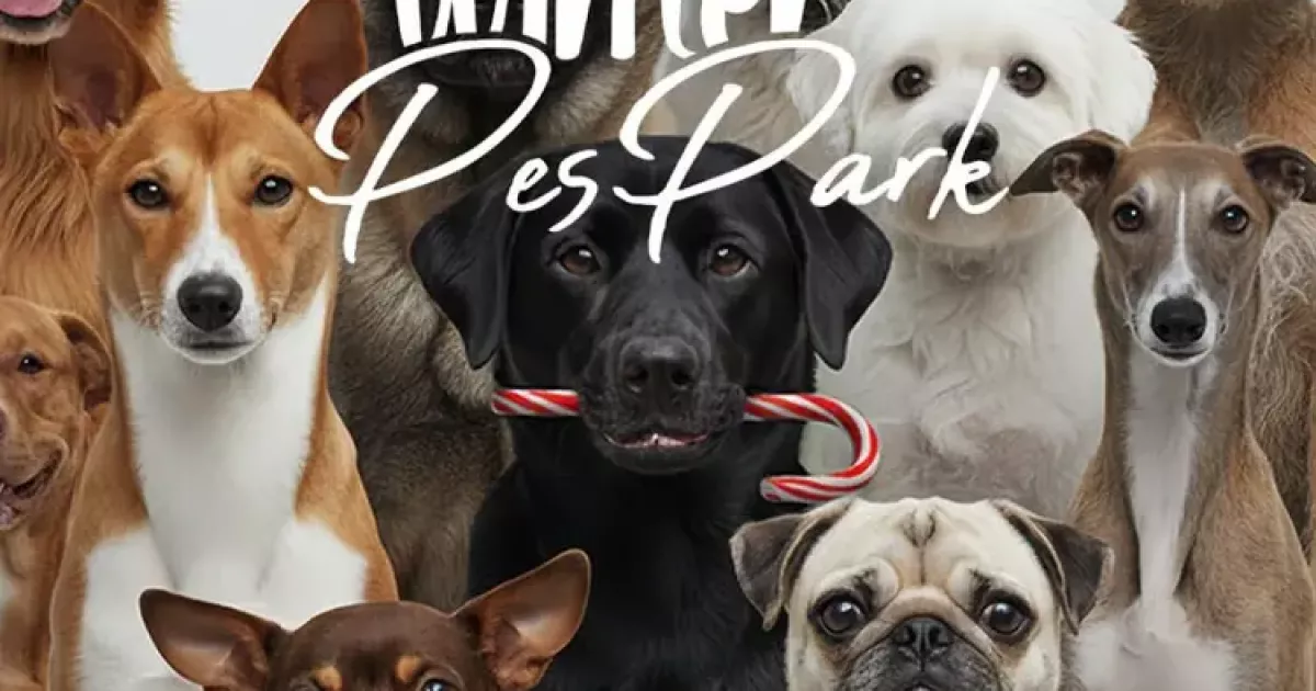 На Арт-заводі «Платформа» відкривають зимовий pet-friendly простір для собак
