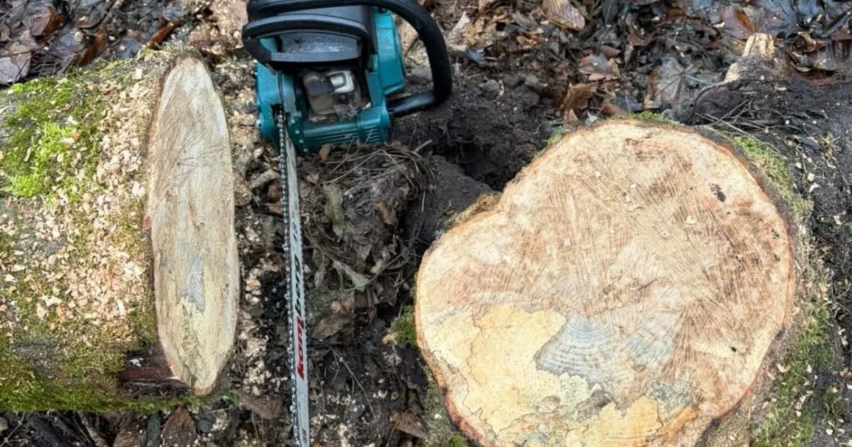 Незаконна порубка лісу на Київщині: у Білоцерківському районі підозрюють чоловіка у завданні збитків громаді