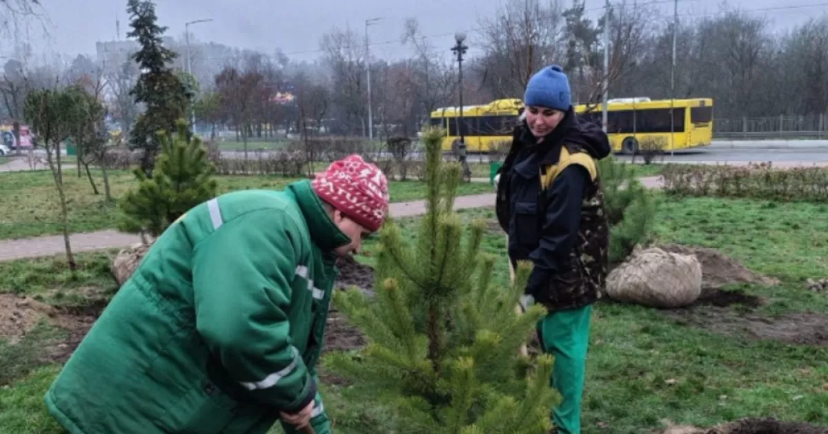 Київ продовжують озеленювати навіть узимку: нові дерева на Оболоні