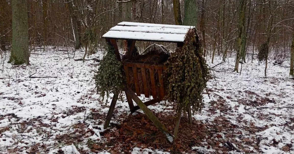 Допомога лісовим мешканцям: у Києві заготовили 1 500 кормових віників
