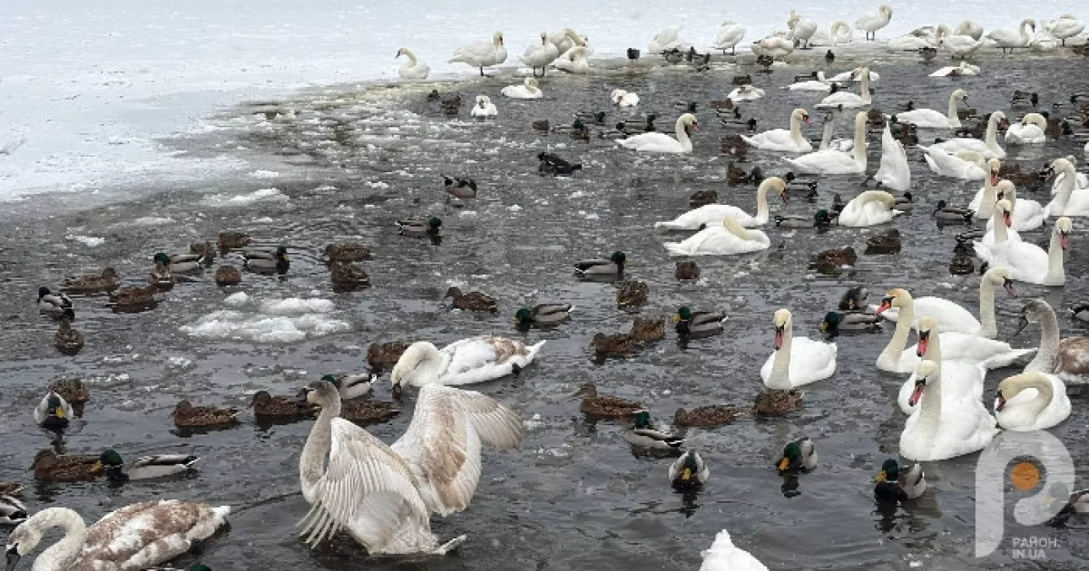 Через мороз і нестачу води у водоймах в Ірпені люди власноруч рятують замерзаючих птахів