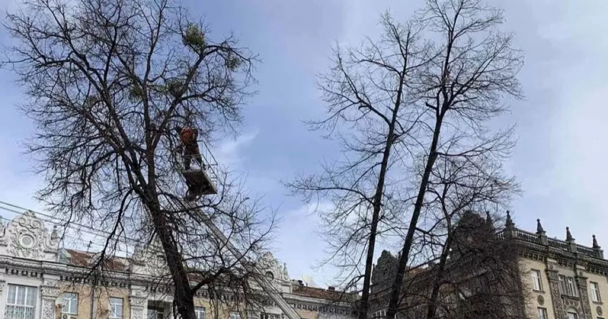 У столичних парках за рік врятували понад 7 тисяч дерев від небезпечного паразита