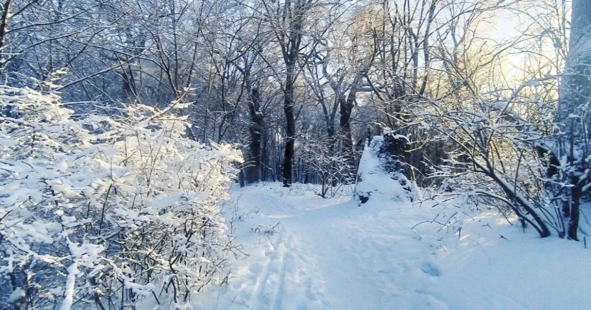 Київських школярів та пластунів запрошують стати «Вартовими біорізноманіття». Як долучитися?