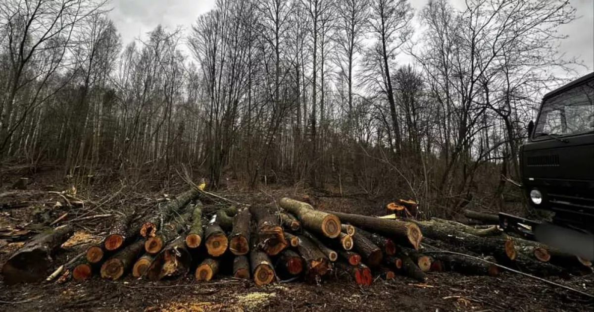 940 дерев і 17 мільйонів: прокуратура судиться з «Лісами України» через вирубки на Київщині