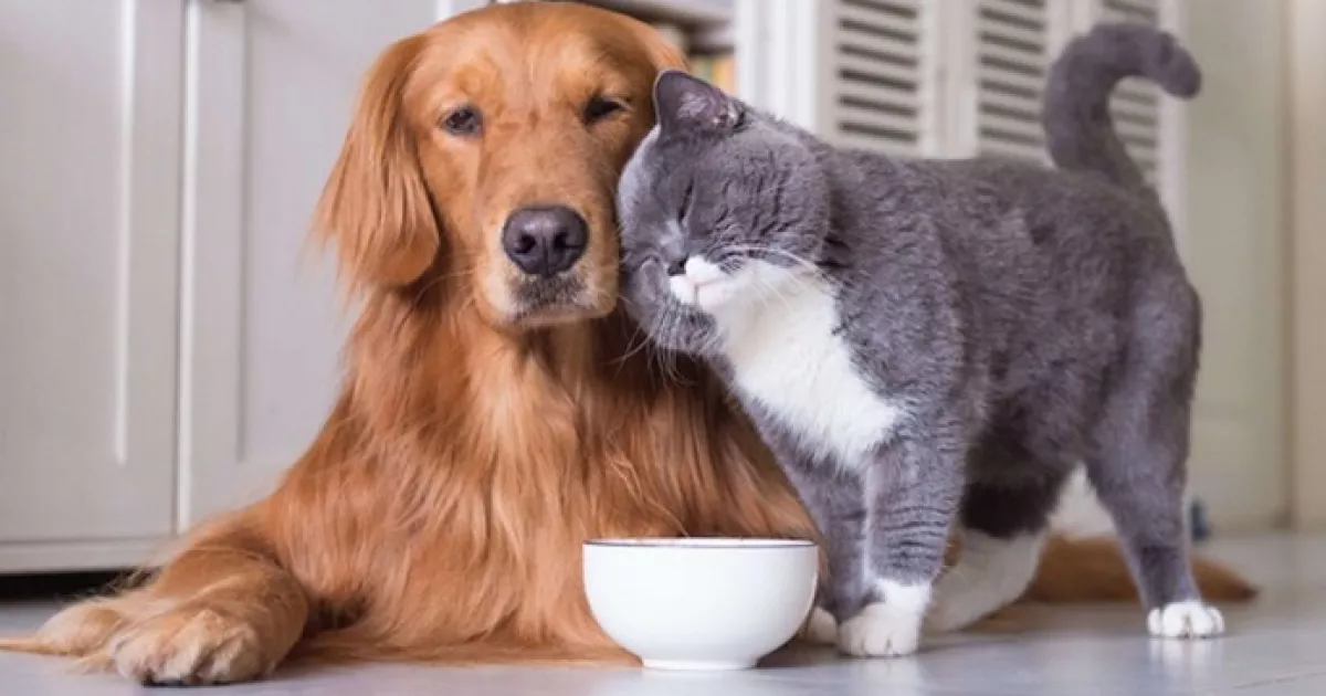 У Києві оновили pet-friendly мапу: де найбільше майданчиків для собак і кав’ярень, куди пускають з хвостатими