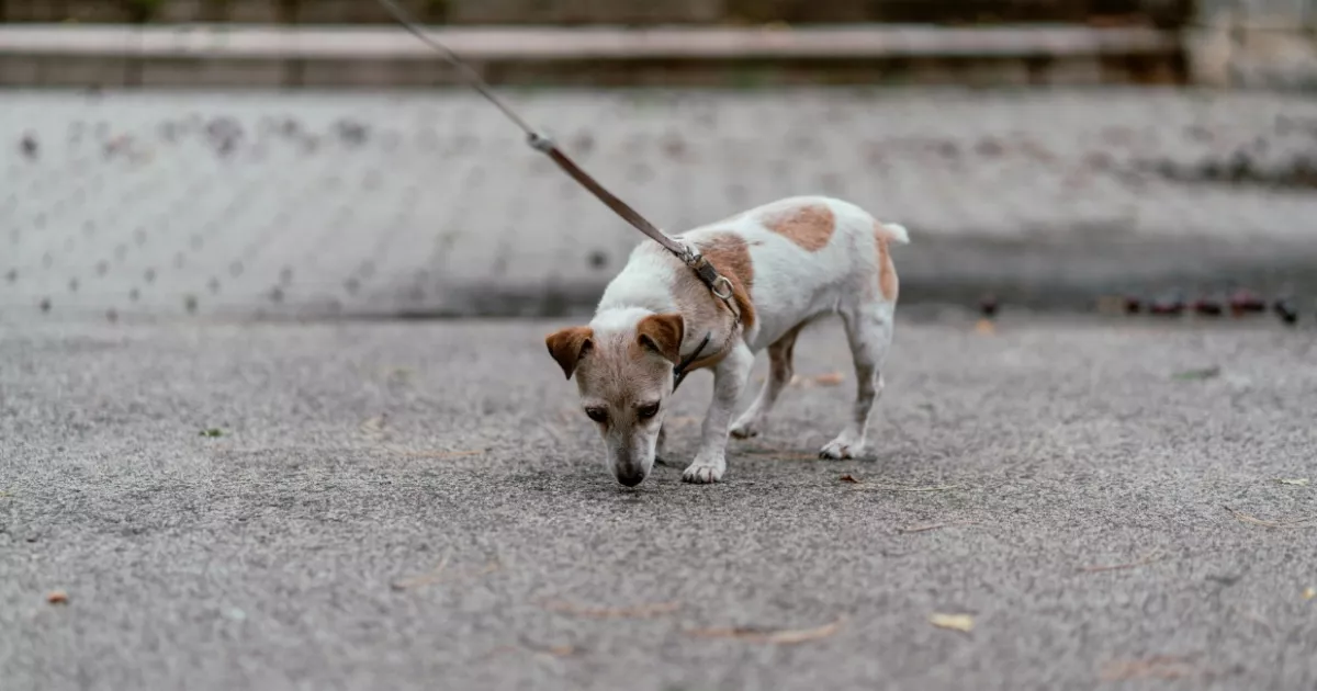 Pet-friendly Київ: інтерактивна мапа допоможе знайти майданчики, ветеринарів і кав’ярні