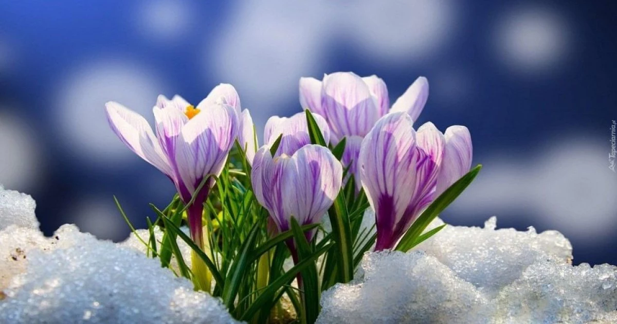 У Києві потеплішає до +9°C: синоптики розповіли, якою буде погода 2-8 березня