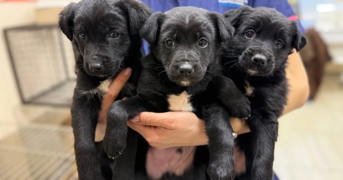 У Києві відзначають ювілей UAnimals: від боротьби з цирками до порятунку тварин під час війни