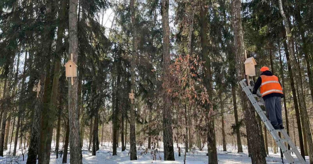Пташине новосілля у столиці: у київських лісах розвісили понад 150 нових «еко-будиночків»