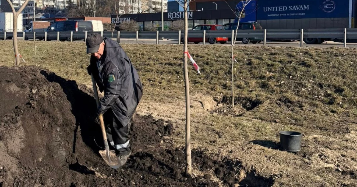 Велику Кільцеву дорогу в Києві озеленюють: висаджують клени та липи