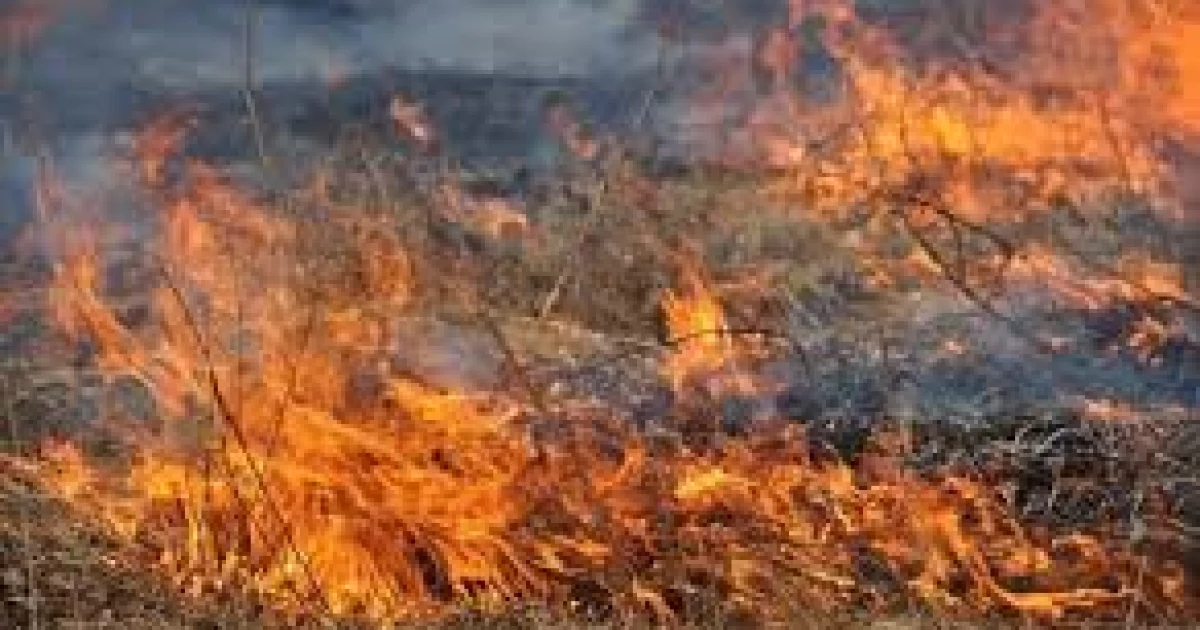 Масштабна пожежа на Софіївській Борщагівці: очевидці заявляють про підпал