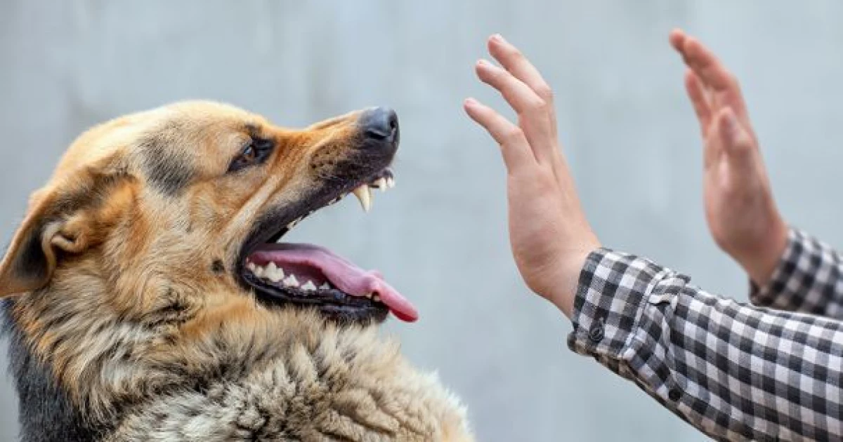 У Києві зросла кількість укусів тварин: до лікарів звернулися тисячі людей