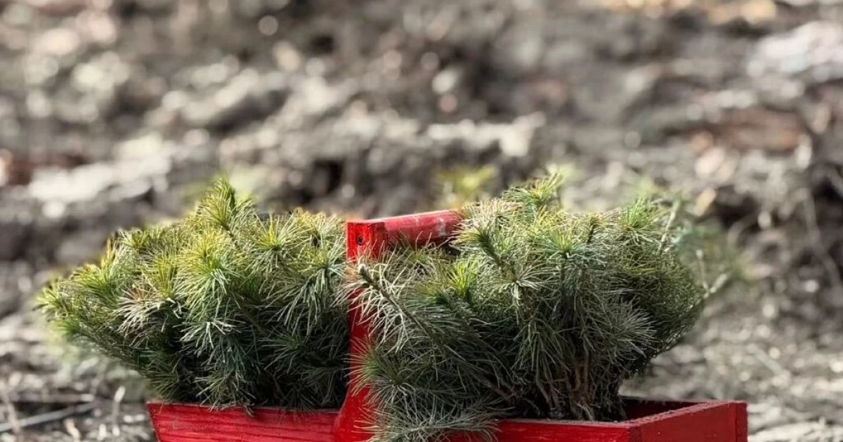 На місці руйнувань — новий ліс: що відбулося у Дарницькому лісництві