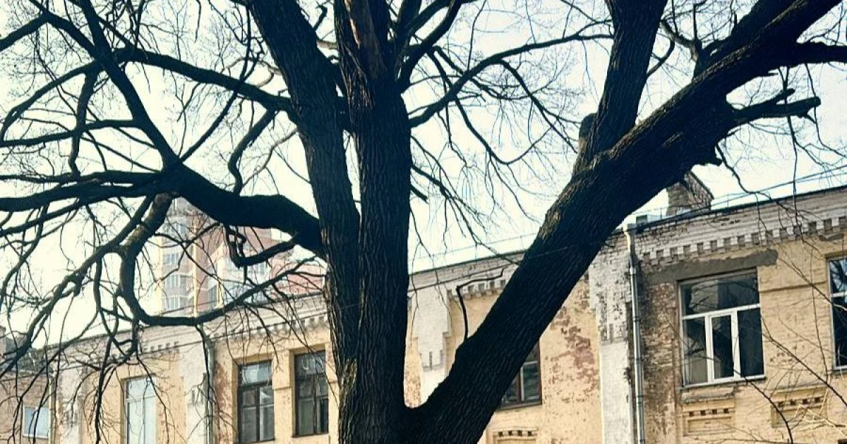 300-річний «Дуб Миколи Пимоненка» на Печерську став ботанічною пам’яткою