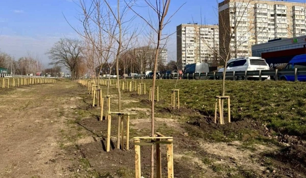У Голосіївському районі висадили понад сотню молодих кленів у рамках весняної кампанії