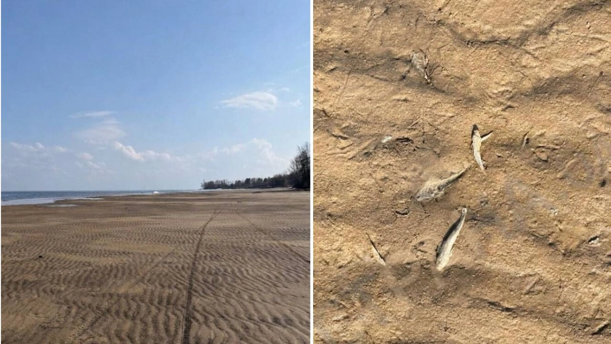 Київське море обміліло: вода відійшла на десятки метрів, зафіксовано мор риби