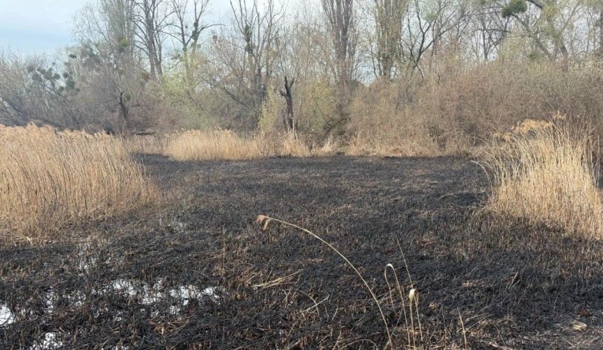 Екологічний скандал у Києві: активісти говорять про цілеспрямовані підпали на ставках