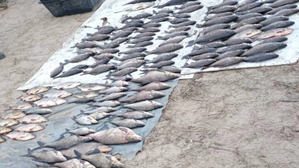 Браконьєри на Канівському водосховищі завдали збитків на понад 200 тис. грн