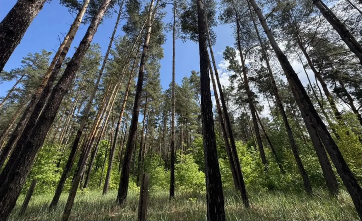На Київщині суд повернув державі 5 гектарів лісу вартістю 10 млн грн
