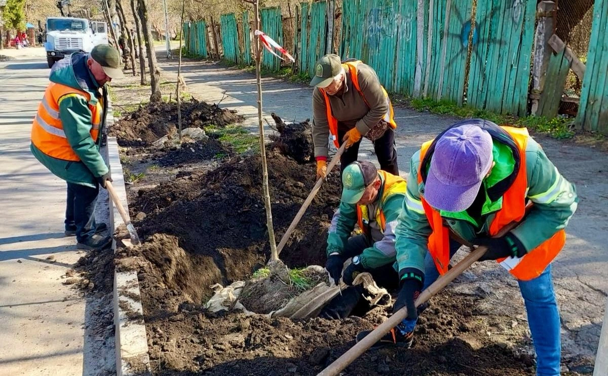 У Солом’янському районі висадили майже 60 лип: як змінюється зелена карта Києва