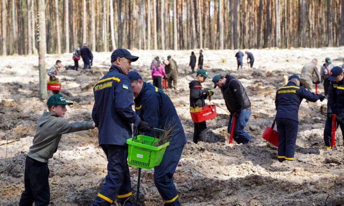 Після розмінування — новий ліс: на Київщині висадили дерева у Бородянській громаді
