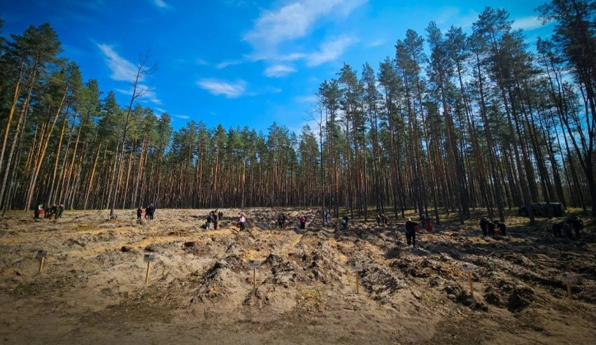 Київщина після війни: на розмінованих землях висадили новий ліс