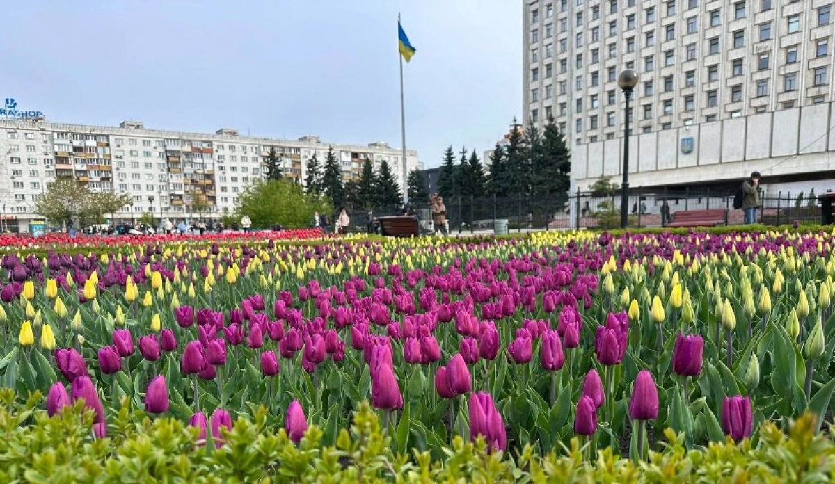 Весняний Київ у квітах: на площі Лесі Українки зацвіли тисячі тюльпанів