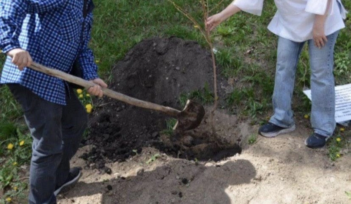 У Голосіївському районі Києва висадили сакури в пам’ять про загиблих під час теракту 18 квітня