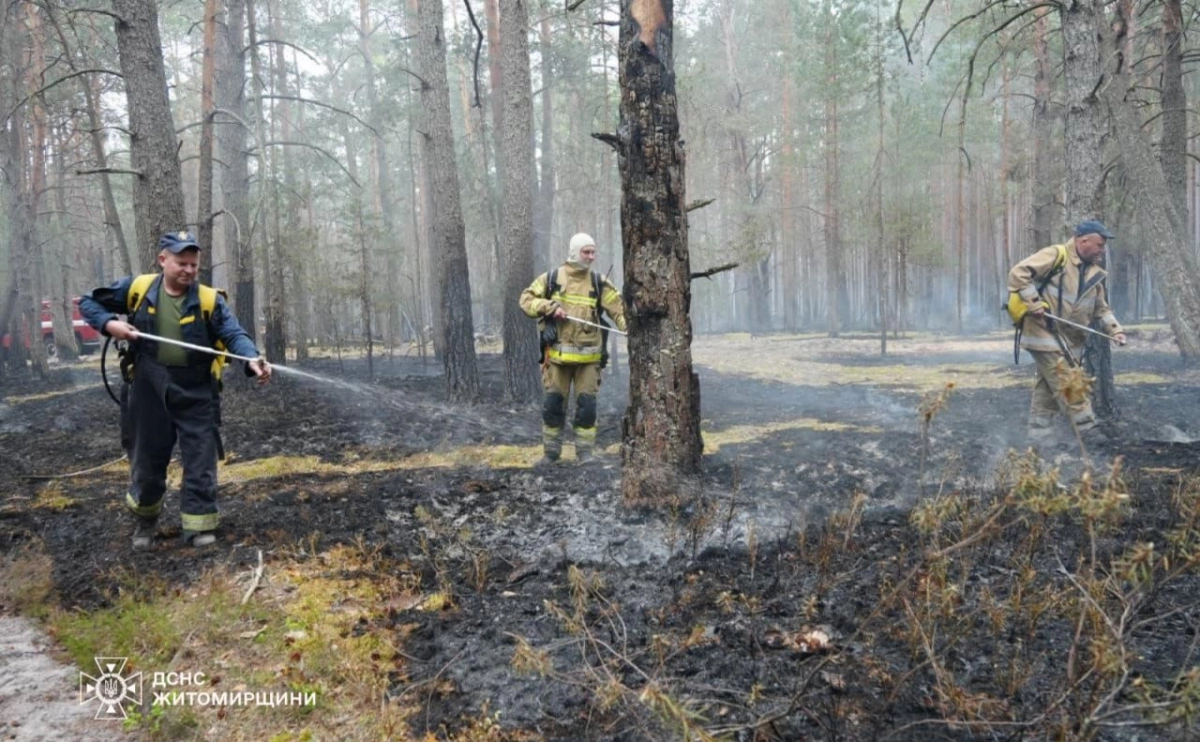 Понад 200 гектарів вигоріло на Київщині: ДСНС попереджає про масштабні пожежі в екосистемах