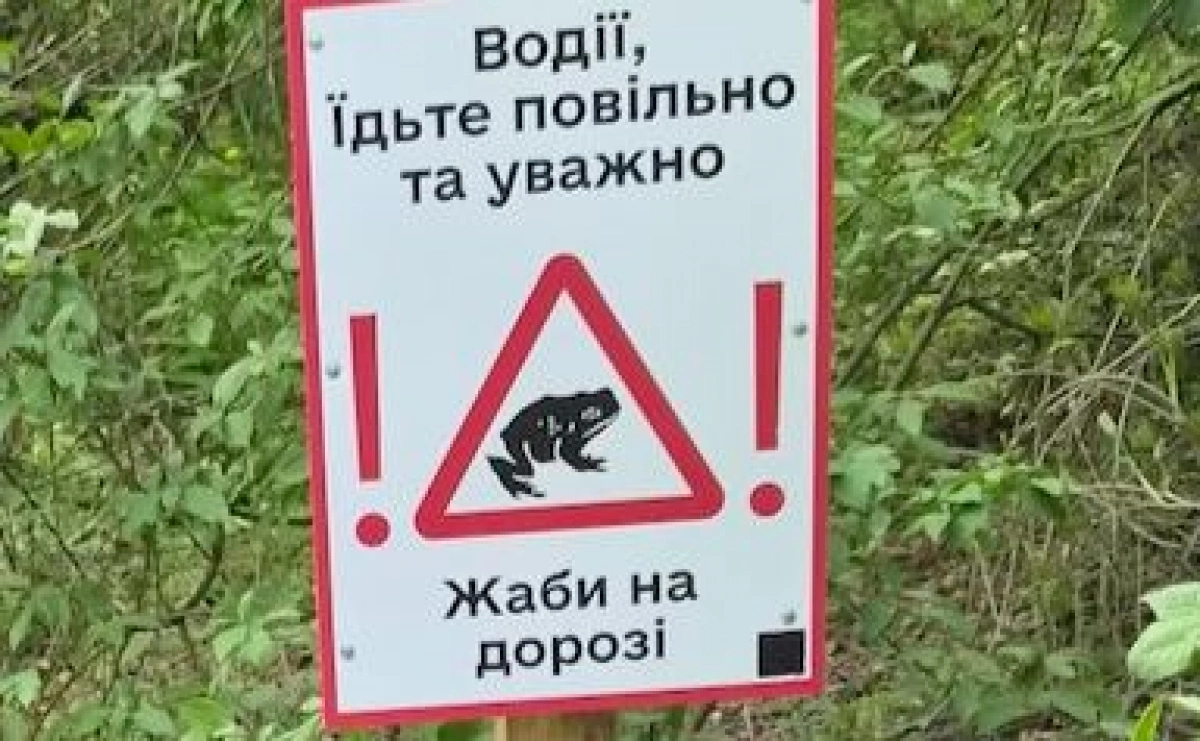 «Обережно, жаби!»: у Києві закликають берегти земноводних у Голосіївському лісі
