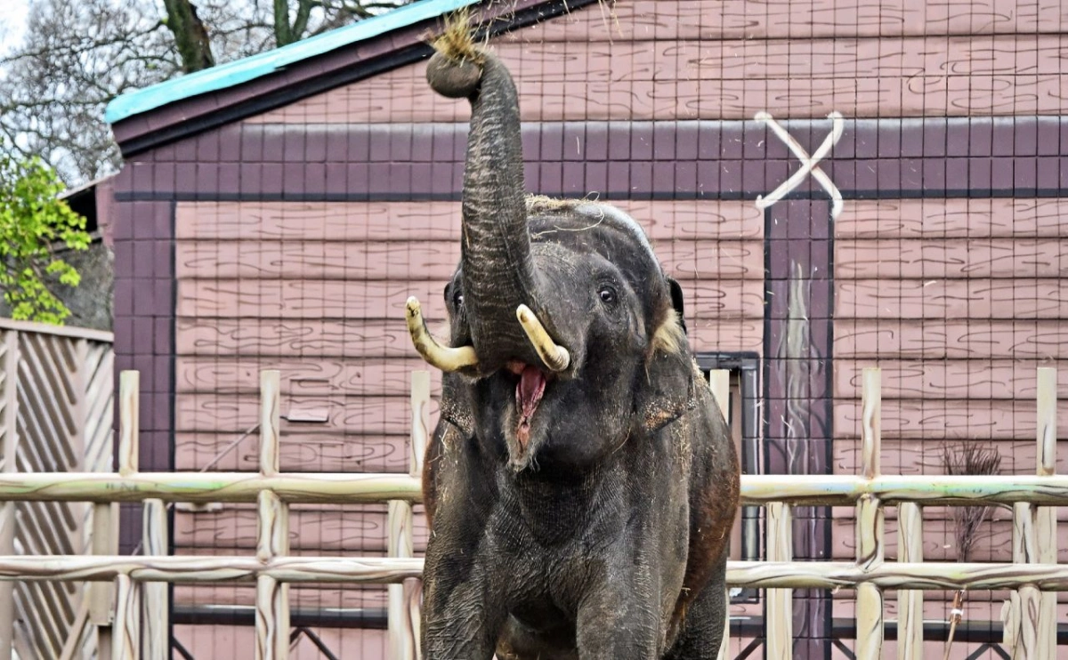 Один день слона Хораса: Kyiv Zoo показав розпорядок життя улюбленця киян