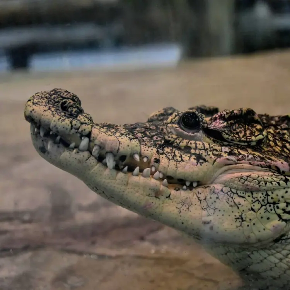 Крокодил Кубик відкрив літній сезон: врятованого плазуна переселили на нову локацію в КиївЗоо