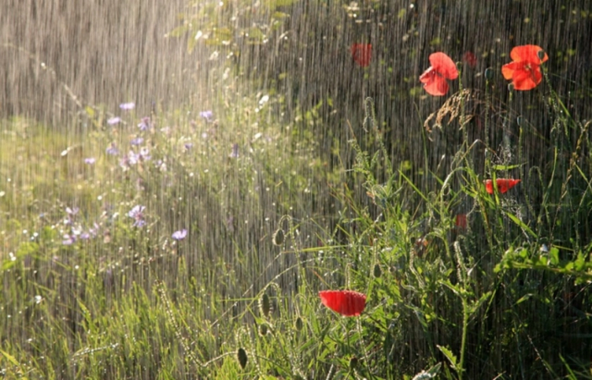 Погода у Києві 15 червня: дощі майже весь день і до +19°C