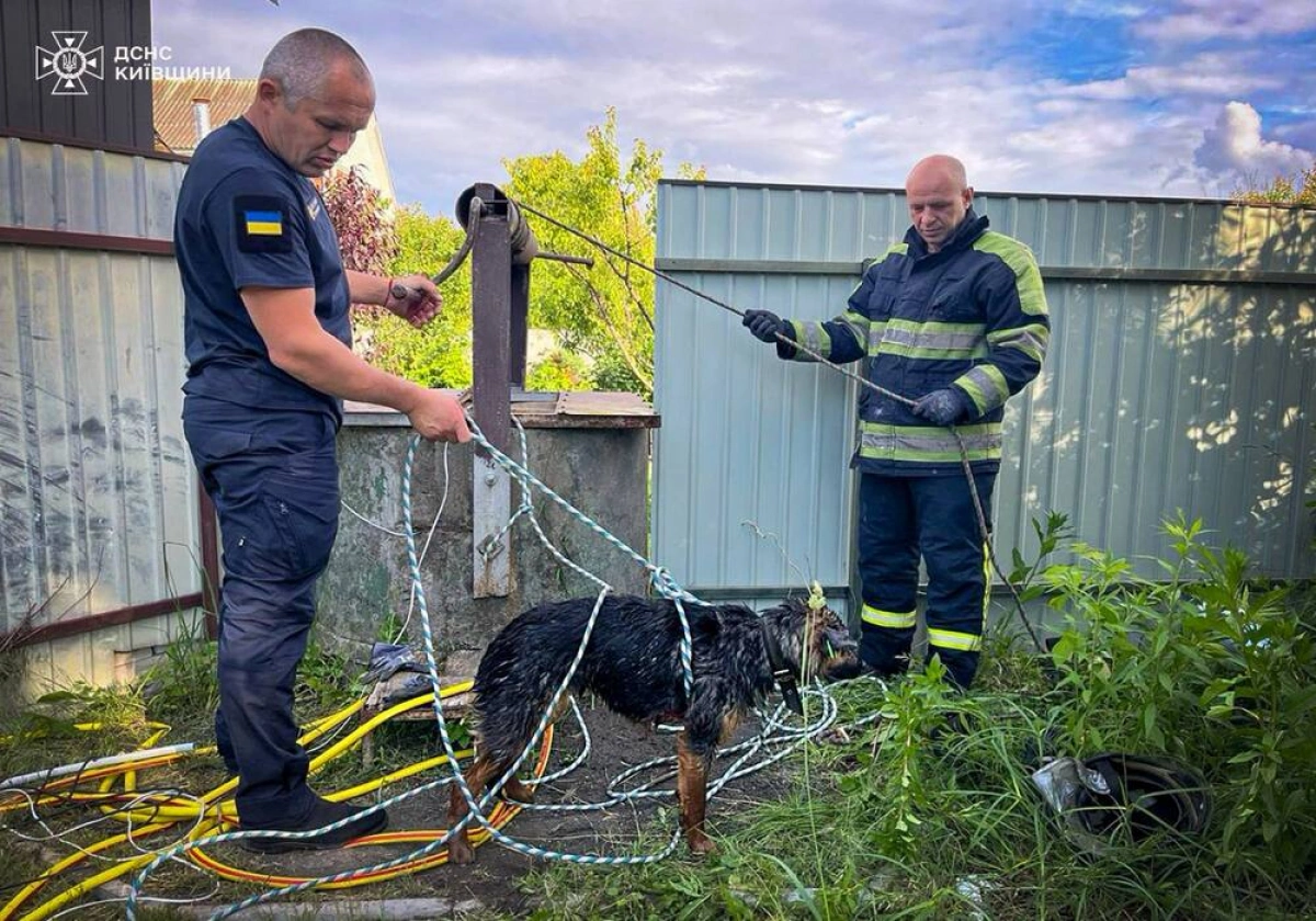 На Фастівщині рятувальники дістали собаку з колодязя: тварину вдалося врятувати