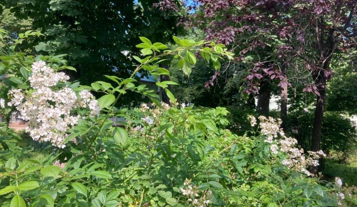 Погода у Києві 22–28 червня: спека до +31°C, синоптики прогнозують короткі дощі